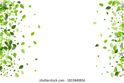Mint Leaves Ecology Vector Template. Blur Greens Background. Swamp Foliage Transparent Wallpaper. Leaf Organic Brochure.