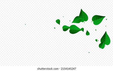 Mint Leaves Ecology Vector Transparent Background Banner. Nature Greens Pattern. Swamp Foliage Falling Poster. Leaf Wind Concept.