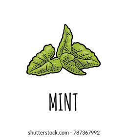 Mint leaves. Engraving vintage vector color illustration. Isolated on white background. Hand drawn design element for label and poster