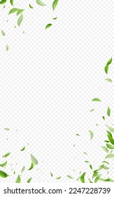 Mint Leaves Falling Vector Transparent Background Branch. Fly Greens Concept. Forest Foliage Transparent Design. Leaf Motion Wallpaper.