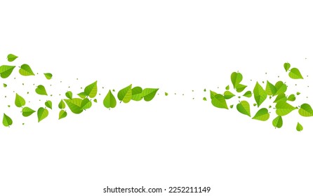 Mint Sale Del Fondo Del Vector Blanco Caído. La Ilustración De La Naturaleza Verde. Rama de la Flota Forestal. Concepto de té de hoja.