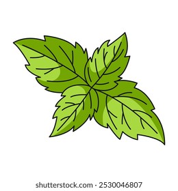 Mint leaves, farm or garden organic useful medicinal herb, vector outline green plant, flat illustration. Healthy nutrition, natural product. Symbol for sticker, logo, print