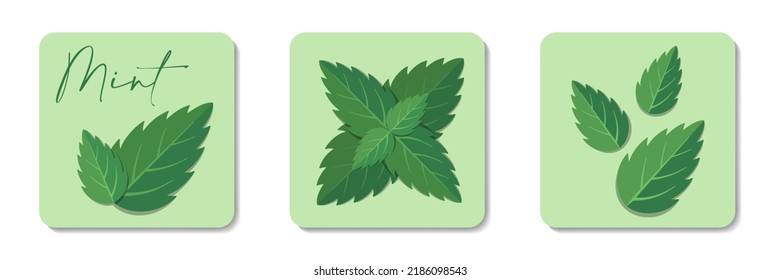 Mint hinterlässt flache Symbolsammlung. Stilvolle flache Vektorelemente mit grüner Schrift auf pastellfarbenem Hintergrund. Bestens für Web-, Druck-, Menü-Dekoration, Logo-Erstellung und Branding-Design.