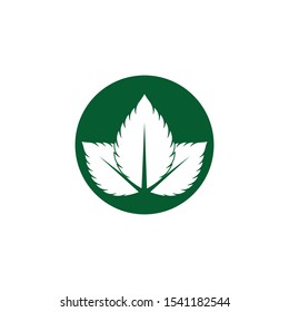 Mint leaves flat vector color icon template