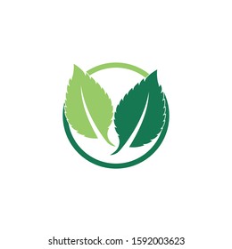 Mint leaves flat vector color icon template