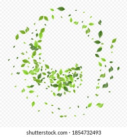 Mint Leaves Fly Vector Transparent Background Poster. Motion Greenery Wallpaper. Swamp Leaf Organic Concept. Foliage Herbal Design.
