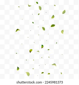 Mint Leaves Fly White Transparent Vector Background Design. Abstract Leaf Brochure. Lime Foliage Herbal Wallpaper. Greens Organic Poster.