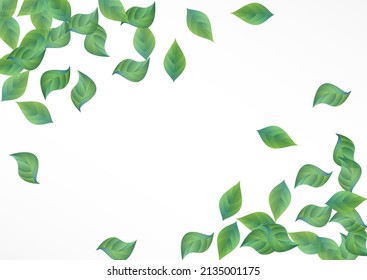 Mint Leaves Flying Vector White Background Concept. Motion Foliage Design. Green Greenery Herbal Pattern. Leaf Tea Banner.