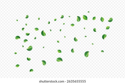 Mint Leaves Forest Vector Transparent Background. Fly Foliage Plant. Swamp Greens Transparent Border. Leaf Falling Branch.
