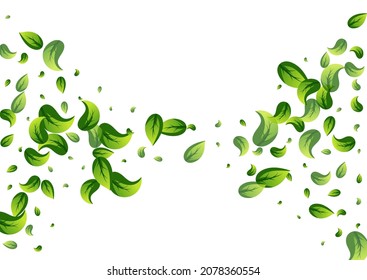 Mint Leaves Forest Vector White Background Branch. Transparent Greens Illustration. Olive Leaf Blur Design. Foliage Abstract Poster.