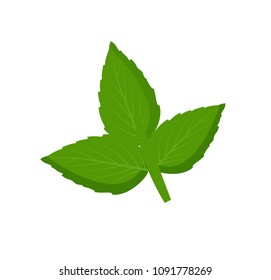 Mint leaves as fresh detox natural ingredient. Tasty herb for refreshment and health improvement that heal organism isolated vector illustration.