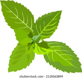 Mint leaves green vector illustration