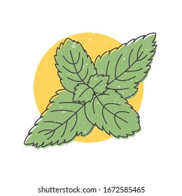Mint leaves hand drawn icon, mint herb colorful vector illustration for printing