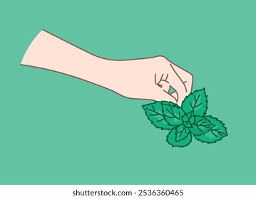 Mint leaves. A hand holds a sprig of mint. Collection of medicinal herbs. remedies and medicines to treat and calm nerves. EPS10
