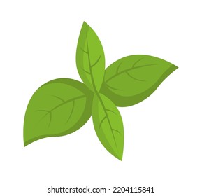 Mint leaves Herb Spice. Vector illustration