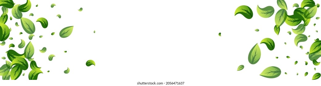 Mint Leaves Herbal Vector Panoramic White Background Plant. Nature Greens Design. Green Foliage Ecology Banner. Leaf Forest Pattern.