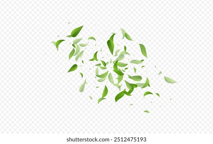 Mint Leaves Herbal Vector Transparent Background Wallpaper. Ecology Leaf Plant. Swamp Greens Tea Pattern. Foliage Spring Template.