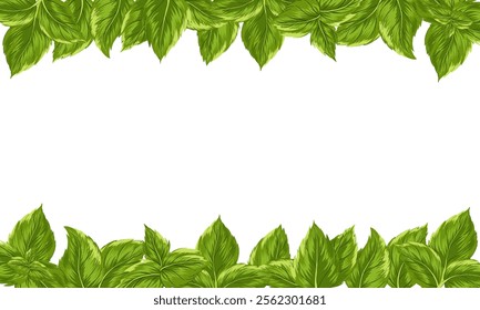 Mint leaves horizontal banner on white background. Vector herbal frame for advertising, packaging design, greeting card and fashion design. Herbal tea supplement. Medical plant and spicy herb