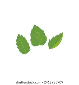Mint leaves icon. Fresh green peppermint, melissa. Herbal tea foliage. Three separate leaves falling. Vector botanical floral decoration flat element isolated. Natural mint fragrant healing ingredient