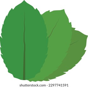 Mint leaves icon on white background. Herbal leaf sign. peppermint logo. Tea with Mentha symbol. flat style. 