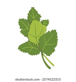 Mint leaves icon. Organic healthy and fresh food theme. Isolated design. Vector illustration