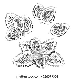 Mint leaves icons. Set of 4 different combinations of spearmint or peppermint leaves. Vector flat illustration, isolated on white. Eps 8