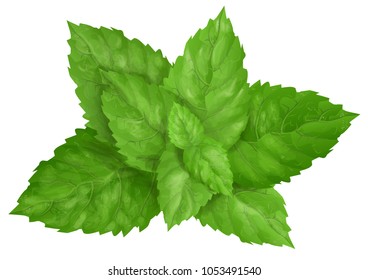 mint leaves isolated on a white background
