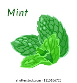 Mint leaves isolated on white background. Vector illustration of fresh herbs in simple flat style.
