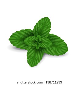 mint leaves isolated on white background