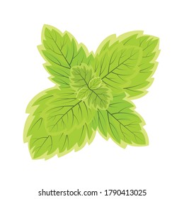 mint leaves isolated on white background, vector illustration, cute green sprig