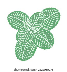 Mint leaves isolated on white background