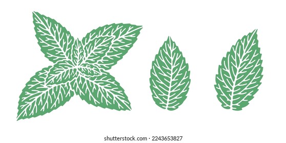 Mint leaves isolated on white background