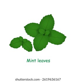 Mint leaves isolated on a white background