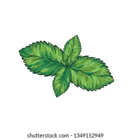 Mint leaves isolated set.Style ink sketch of mint. Isolated on white background. Hand drawn vector illustration.spearmint plant and leaves. Herbal engraved illustration. melissa,peppermint,spearmint.