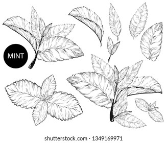 
Mint leaves isolated set.Style ink sketch of mint. Isolated on white background. Hand drawn vector illustration.spearmint plant and leaves. Herbal engraved illustration. melissa,peppermint,spearmint.