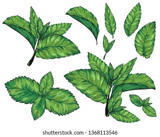 Mint leaves isolated set.Style ink sketch of mint. Isolated on white background. Hand drawn vector illustration.spearmint plant and leaves. 