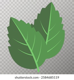 mint leaves isolated vector illustration