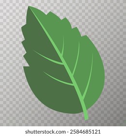 mint leaves isolated vector illustration