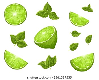 Mint leaves, limes vector set for cocktail bar or drink summer party. Mojito cocktail bundle for beach bar and cafe menu. Isolated citrus  fruits, sliced lime, peppermint