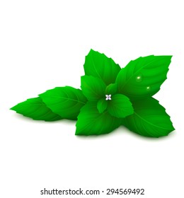 Mint leaves with little flower and droplets. Isolated on white background. Vector illustration.