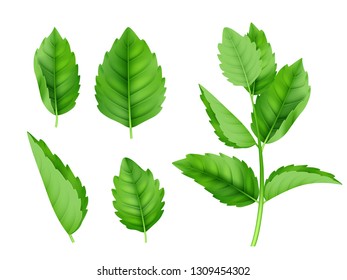 Mint leaves. Menthol spearmint fresh smell nature product vector realistic template