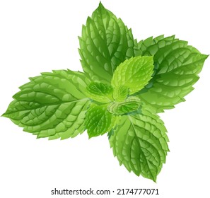 mint leaves. natural texture. vector illustration. greener for your menu, business card, banner, board. filled in on a white background for any of your ideas