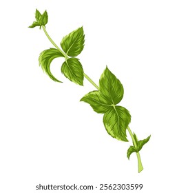 Mint leaves on a stem on white background. Vector herbal element for advertising, packaging design, greeting card and fashion design. Herbal tea supplement. Medical plant and spicy herb
