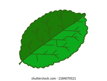 Mint Leaves On While Background, Single Continuous Line Drawing Leaf Icon Mint Leaf Icon Vector Illustration.