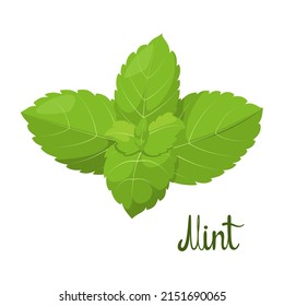 Mint leaves on a white background. Herbs. Vector illustration.
