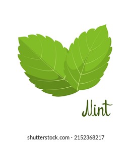 Mint leaves on a white background. Herbs. Vector illustration.
