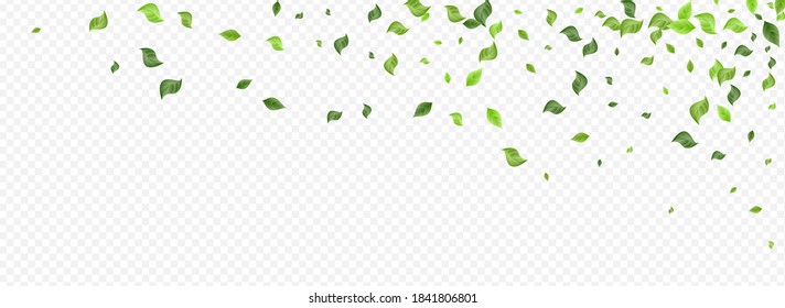 Mint Deja El Borde De Fondo Orgánico Panorámico Transparente. Folleto sobre el follaje natural. Afiche Volador de Hoja Verde. Ilustración del té verde.