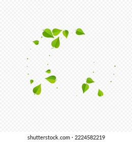 Mint Leaves Organic Vector Transparent Background Branch. Realistic Greens Poster. Green Foliage Wind Illustration. Leaf Flying Backdrop.