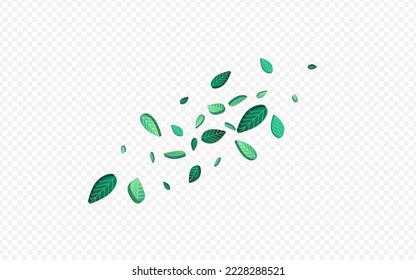 Mint Leaves Organic Vector Transparent Background Plant. Ecology Leaf Background. Green Greens Motion Pattern. Foliage Tree Branch.