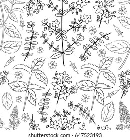 Mint leaves, peppermint bud, Hypericum, Tutsan herbs isolated on white background, Hand drawn vector seamless floral pattern, spicy kitchen texture, Cooking ingredient for design package tea